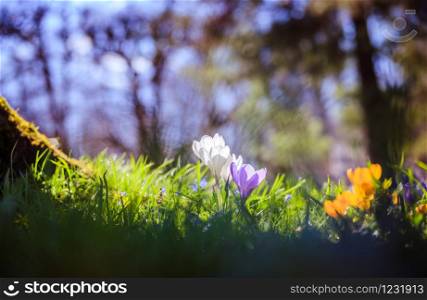 Spring flowers in the wild nature. Crocus in spring time. Copy space, ideal for postcard.