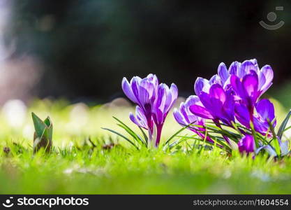 Spring flowers in the wild nature. Crocus in spring time. Copy space, ideal for postcard.