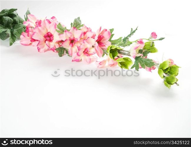 Spring flowers isolated on white background