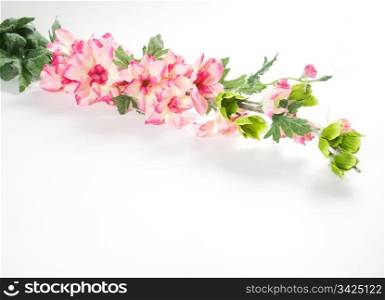 Spring flowers isolated on white background