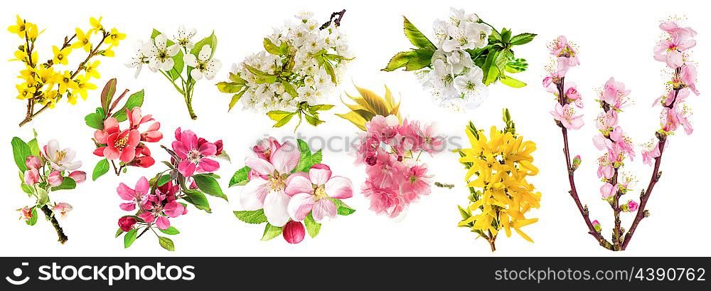 Spring flowers isolated on white background. Blossoms of apple tree, cherry twig, pear, almond, forsythia