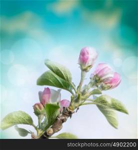 Spring flowers of apple tree on blurred blue background