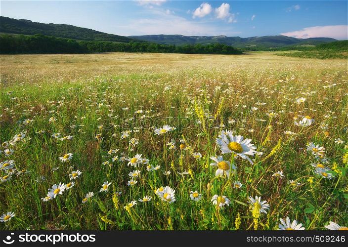 Spring flowers of daisy in meadow. Beautiful landscapes.