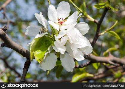 Spring Flowers of the Apple-tree after the rain