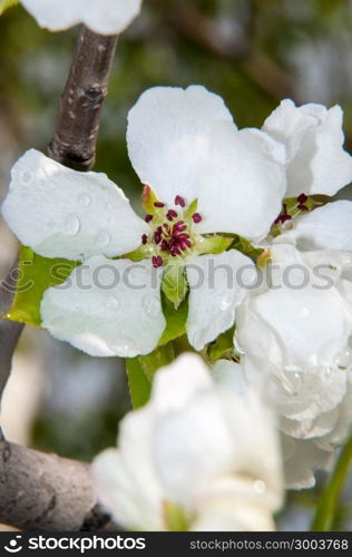 Spring Flowers of the Apple-tree after the rain