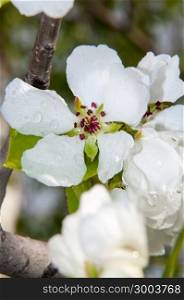 Spring Flowers of the Apple-tree after the rain