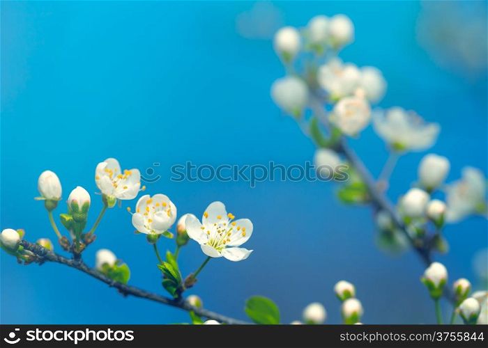 Spring flowers on blue sky background. Copy space