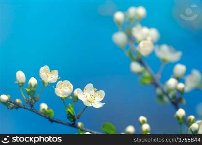 Spring flowers on blue sky background. Copy space