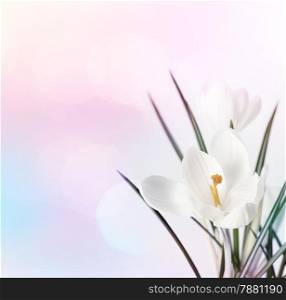 Spring flowers on blur soft background.