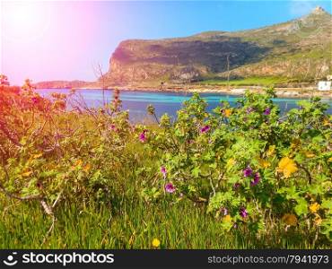 Spring flowers on the cliffs of the Mediterranean Sea