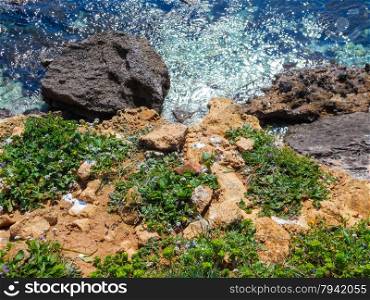Spring flowers on the cliffs of the Mediterranean Sea