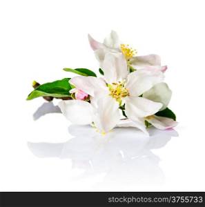 Spring flowers on white background. Apple blossom for spring season