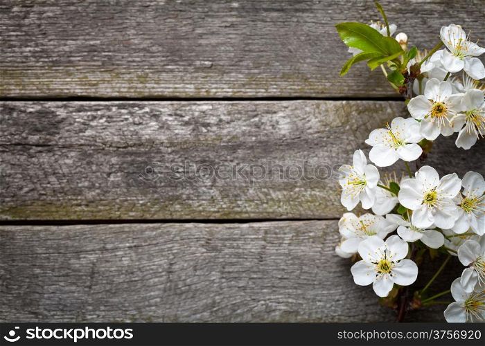 Spring flowers on wood background. Cherry blossom. Top view