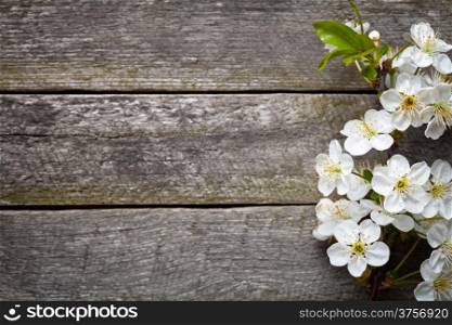Spring flowers on wood background. Cherry blossom. Top view