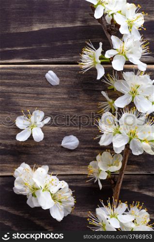 Spring flowers on wooden table background. Plum blossom. Top view