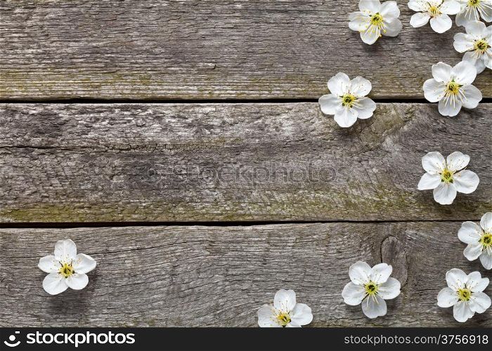 Spring flowers on wooden table. Cherry blossom. Top view