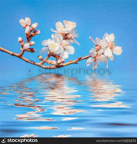Spring Flowers over the Blue Background. Spring Flowers