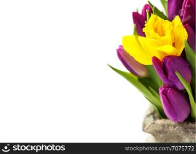 Spring flowers over white background