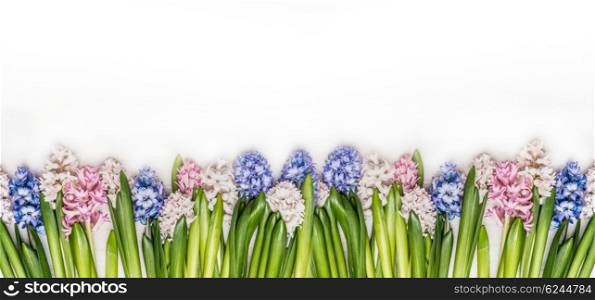Spring flowers panorama with fresh colorful Hyacinths on white wooden background, top view. Floral border. Banner for website.