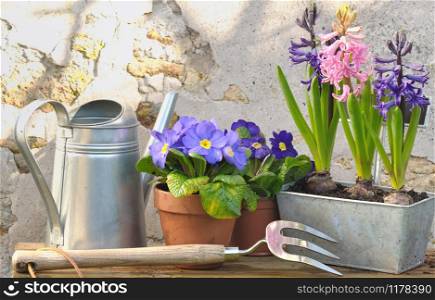 spring flowers potting with gardening accessories on a garden table in front of a wall stoned