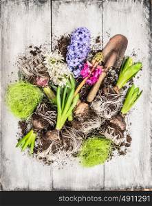 Spring flowers potting with hyacinth , bulbs, Tubers, shovel and soil, composing on white wooden background, top view