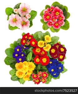 Spring flowers Primula isolated on white background. Colorful primroses