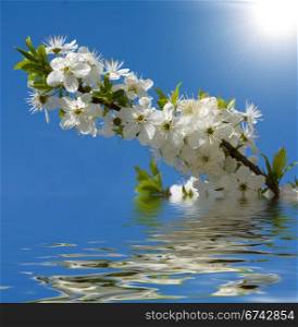 Spring flowers reflected in the water