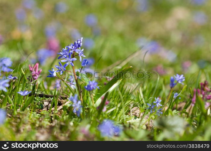 Spring flowers Scilla bifolia on the green grass