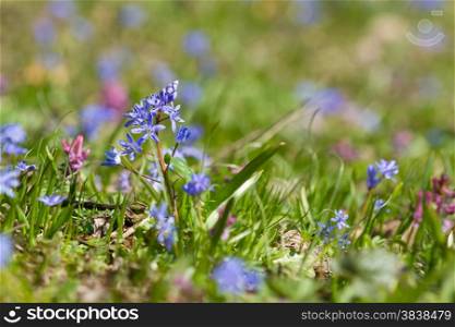 Spring flowers Scilla bifolia on the green grass