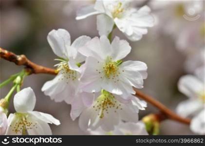 Spring flowers series, Beautiful Cherry blossom