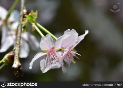 Spring flowers series, Beautiful Cherry blossom