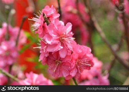 Spring flowers series, Japanese apricot blossom