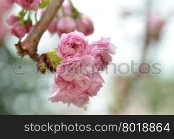 Spring flowers series, Japanese apricot blossoms