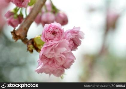 Spring flowers series, Japanese apricot blossoms