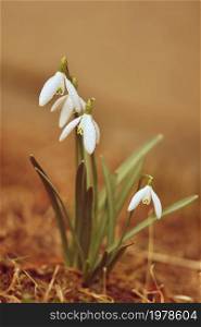 Spring flowers - snowdrops. Beautifully blooming in the grass at sunset. Amaryllidaceae - Galanthus nivalis