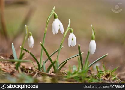 Spring flowers - snowdrops. Beautifully blooming in the grass at sunset. Amaryllidaceae - Galanthus nivalis