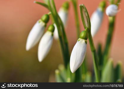 Spring flowers - snowdrops. Beautifully blooming in the grass at sunset. Amaryllidaceae - Galanthus nivalis