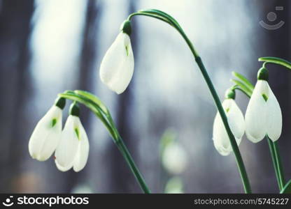 Spring flowers snowdrops with snow in the forest