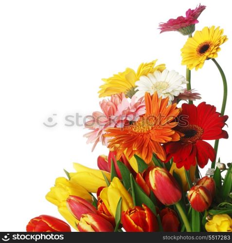 Spring flowers. Tulips and gerbera isolated on white