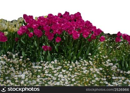 Spring flowers tulips isolated on white background. floral collection.