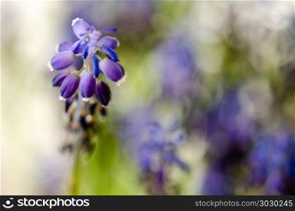 Spring flowers with blurred background. Macro,muscari flowers