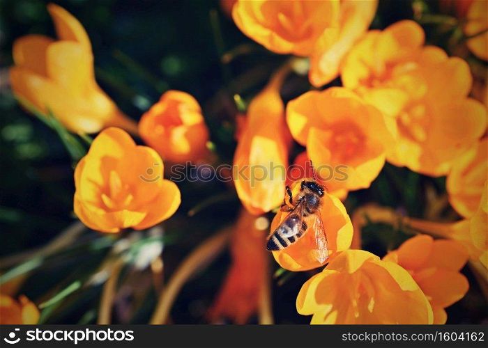 Spring flowers with flying bee. Beautiful colorful first flowers on meadow with sun. 
Crocus Romance Yellow - Crocus Chrysanthus.