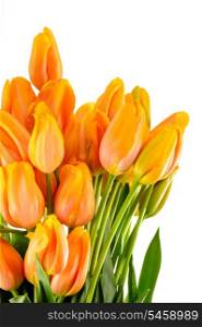 Spring flowers yellow and orange tulips isolated on white