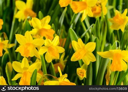 Spring flowers yellow narcissus