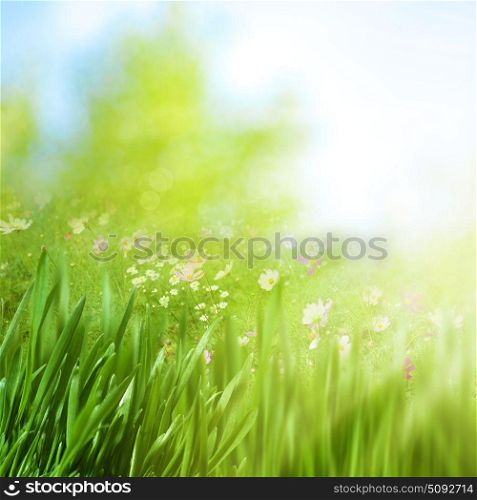 Spring foliage with daisy flowers, beauty natural backgrounds