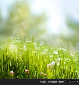 Spring foliage with daisy flowers, beauty natural backgrounds