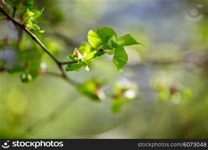 Spring foliage. Young green leaves.
