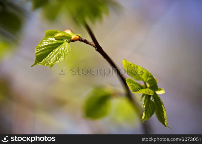 Spring foliage. Young green leaves.