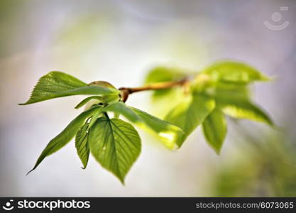 Spring foliage. Young green leaves.