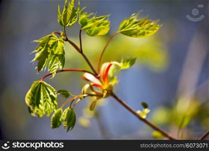Spring foliage. Young green leaves.